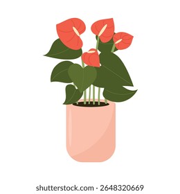 Vector illustration of a blooming anthurium, flamingo flower, in a pot. Exotic houseplant.