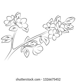 
vector illustration blooming apple tree