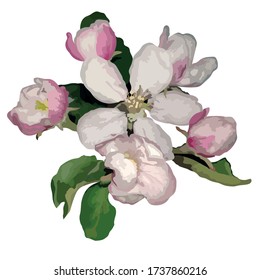vector illustration of a blooming apple tree pink flower with buds and leaves