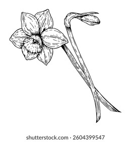 Vector illustration of a blooming daffodil with a bud. Hand drawn in ink line art style. Monochrome black and white sketch perfect for spring design, Easter decor and 8 March floral compositions.