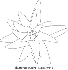 The vector illustration of  blooming flower with transparent background