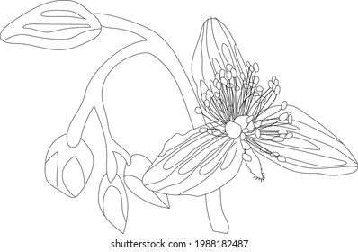 The vector illustration of  blooming flower with transparent background