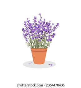 Vector illustration of blooming lavender in a clay pot.