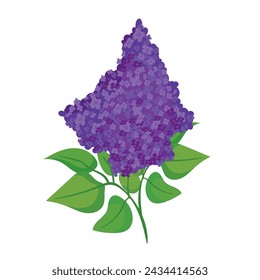 Vector illustration of blooming lilac branch isolated on white background