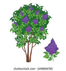 Vector illustration of blooming lilac bush isolated on white background