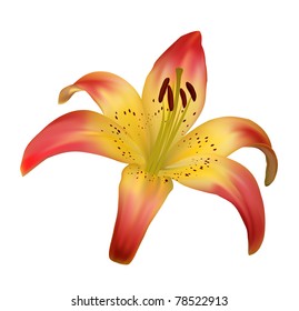 ilustración vectorial de lirios florecientes