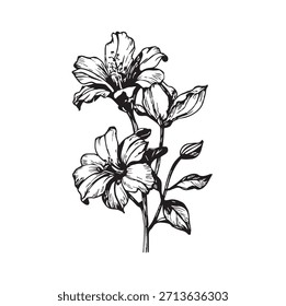 Ilustración vectorial de lirios florecientes con hojas, dibujados en un intrincado estilo de tinta. Bueno para tatuajes, logotipos, páginas para colorear, impresiones botánicas, empaques y proyectos de diseño decorativo.