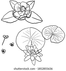 Vector illustration of blooming lily with leaves isolated on white background. Flowers, leaves on the water blank, for coloring, template for designers, icon, logo
