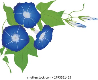 Vector illustration of blooming morning glories on top left corner