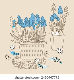 Vector illustration of blooming muscari  in a basket. Stylization of a drawing with one line and a spot of color. Easter card