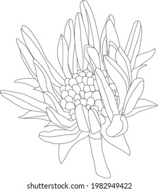 The vector illustration of blooming osteospermum ecklonis flower with transparent background