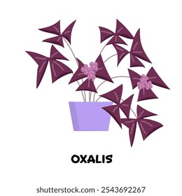 Vector illustration of blooming oxalis with small flowers, colorful leaves in violet pot, volumetric object, isolated on background. Home floral template. House plant design for sticker, print