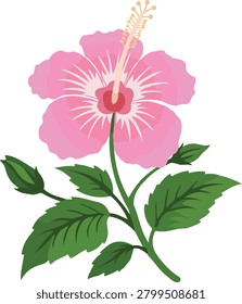 Vector illustration of a blooming pink China Rose (Hibiscus rosa-sinensis) with green leaves, isolated on a white background.