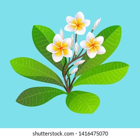 Vector illustration of blooming plumeria with buds and leaves. 