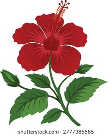 Vector illustration of a blooming red China Rose (Hibiscus rosa-sinensis) with green leaves, isolated on a white background.