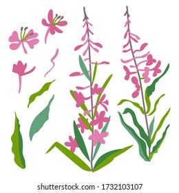 Vector illustration of Blooming Sally on white background. Botanical illustration and floral design elements.