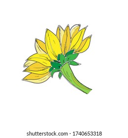 Vector-Abbildung. Blühender Sonnenblumenknospe mit einem schwarzen Umriss im Stil handgemalt. Gelbe Blumen
