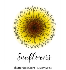 Vector illustration. Blooming sunflowers in the style of hand drawing in black, white and yellow. Hand painted sunflower flowers