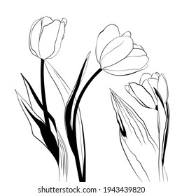 Vector illustration of blooming tulips black-white. For prints on clothes, fabrics, walls, covers.