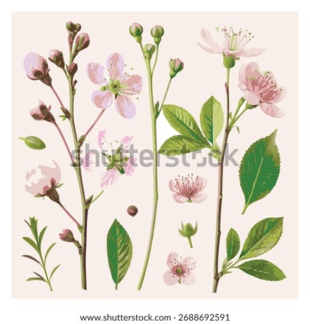 Vector Illustration of Blooming Twigs and Leaves, Antique Botanical Print of Apple Blossoms and Vintage Cherry Blossom Botanical Set