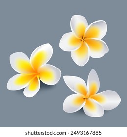 Ilustración vectorial de flores de frangipani blancas en flor. flores de playa tropicales. Elementos de flores de frangipani para el diseño de productos de bebidas frescas, spa, belleza y vacaciones de verano. archivos de Vector