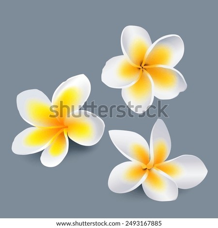 frangipani Frangipani