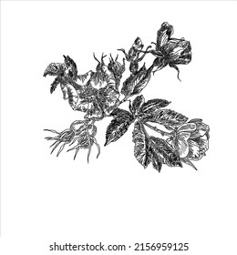  Vector Illustration of a blooming wild rose on a white background.Can be used for decoupage, etc.