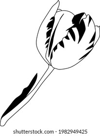 Ilustración vectorial del tulipán salvaje floreciente en primavera con fondo transparente