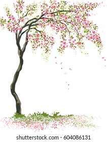 Vector illustration blossoming cherry tree isolated on a white background