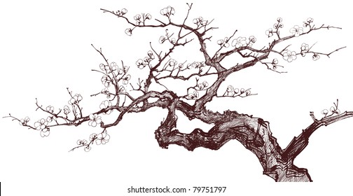 Vector Illustration Of A Blossoming Cherry Tree (inked Drawing)