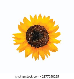 Vector illustration of Blossoming sunflower isolated on white background. Realistic hand draw watercolor image. Hand painted vector Clip art. Template.