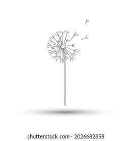 Vector illustration of blowball. Thin line dandelion flower icon isolated on white background.