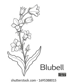 Vector illustration. Blubell flower hand draw vintage style. Black and white clip art isolated on white background. Blossom meadow flowers ink stile.