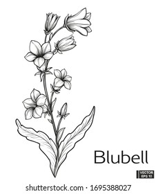  Ilustración vectorial. La flor azul dibuja el estilo vintage. Pintura en blanco y negro aislada sobre fondo blanco. El prado de flores de flores de flores teje.