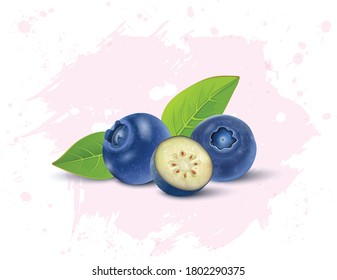 vector illustration of blue berries
