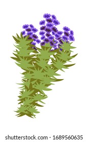 Vector illustration of blue blooming flowers on wild botanical herb. Bunch of dried herbs isolated on white. Design element for beauty care, medicinal plants, magic, aroma ceremony, herbal medicine
