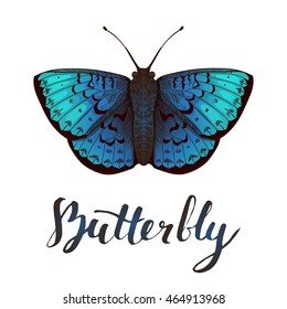 Vector illustration of blue butterfly, isolated on white