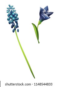 vector illustration of blue flowers isolated on white background