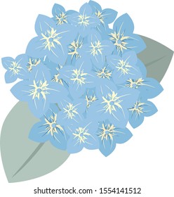 Vector illustration of a blue hydrangea. Floral decorative element.