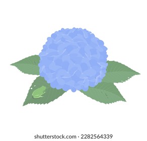 Vector illustration of blue hydrangea flower with frog isolated on background.