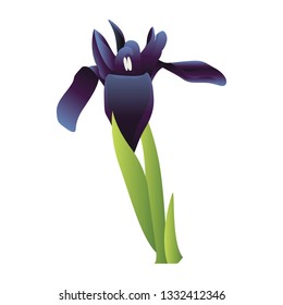 Vector illustration  of blue iris flower with green leafs on white background.