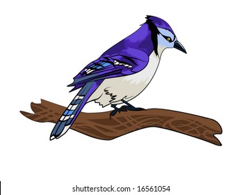 vector illustration of a blue jay