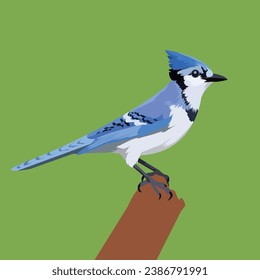 Vector illustration of Blue Jay perched on the branch with green background