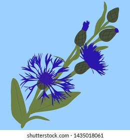 Vector illustration of of blue knapweed