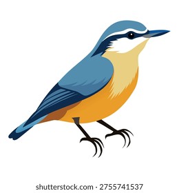 Vector Illustration of Blue and Orange Nuthatch Bird Illustration