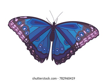 Vector illustration of blue owl butterfly