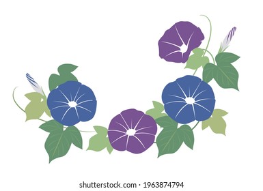 Vector illustration of a blue and purple morning glory
