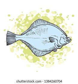 Vector illustration of blue raw halibut in sketch style on abstract yellow background - hand drawn eatable flatfish isolated on white for seafood restaurant or market design.