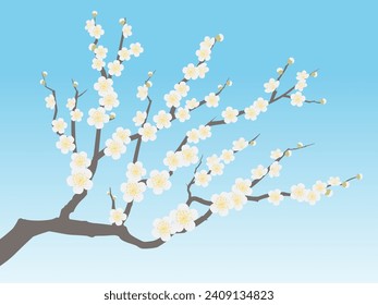 Vector illustration of blue sky and white plum blossoms