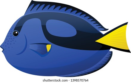 Vector illustration of a Blue Tang (paracanthurus) tropical fish.